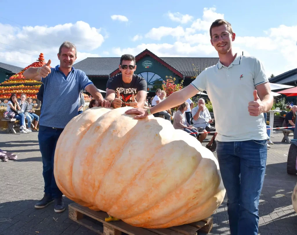 Riesen-Kürbis beim Wiegen auf der NRW-Riesen-Kürbis-Meisterschaft auf dem Krewelshof.