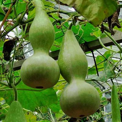 Mr. Blobb Krewelshof Kürbis