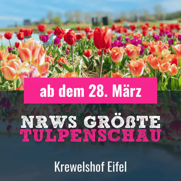 NRWs größte Tulpenschau 2026 Eifel